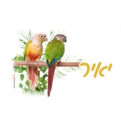 %d7%91%d7%a7%d7%91%d7%95%d7%a7-31